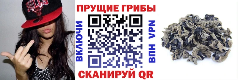 что такое наркотик  Шенкурск  Псилоцибиновые грибы Cubensis 